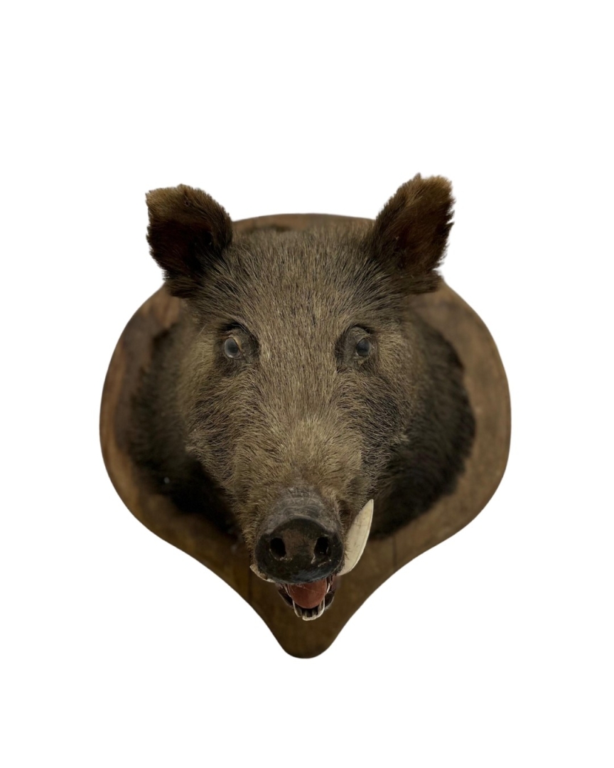 Kerstdeco M - Everzwijn Wanddecoratie