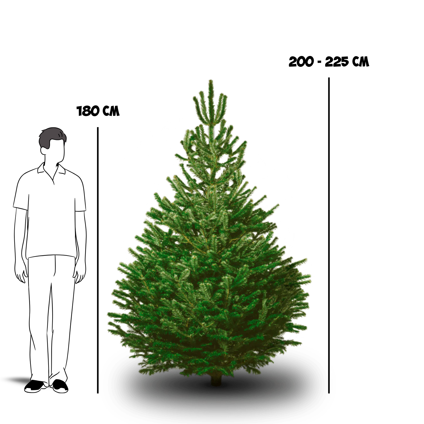 10 x Echte Kerstboom Nordmann 200-225cm afgezaagd (verkoop)